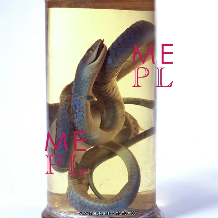 : Philothamnus irregularis, western green snake : Philothamnus irregularis, western green snake