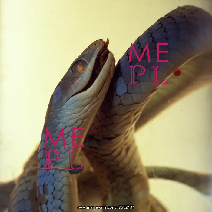 : Philothamnus irregularis, western green snake : Philothamnus irregularis, western green snake