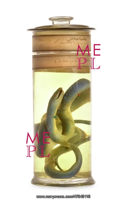 : Philothamnus irregularis, western green snake : Philothamnus irregularis, western green snake