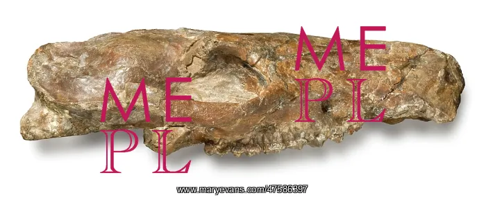 : Phiolophus vulpiceps : Phiolophus vulpiceps