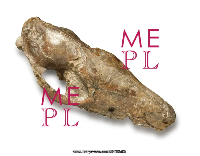 : Phiolophus vulpiceps : Phiolophus vulpiceps