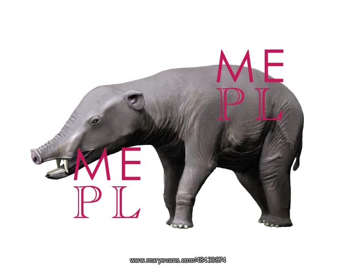 : Phiomia is a proboscidian from the Oligocene epoch : Phiomia is a proboscidian from the Oligocene epoch