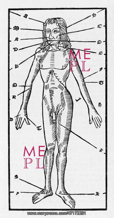 : PHLEBOTOMY OF THE BODY : PHLEBOTOMY OF THE BODY