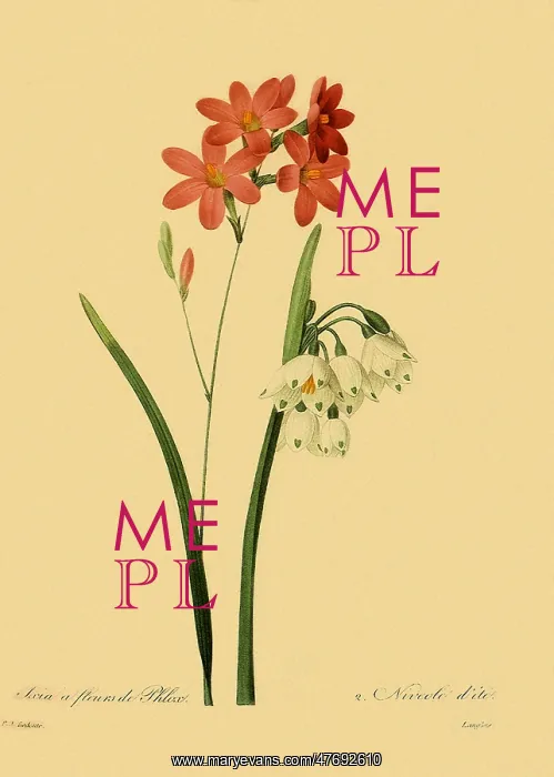 : Phlox Flowered Ixia and Loddon Lily : Phlox Flowered Ixia and Loddon Lily