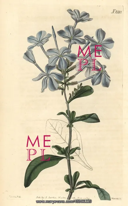 : Phlox-like leadwort, Plumbago capensis : Phlox-like leadwort, Plumbago capensis