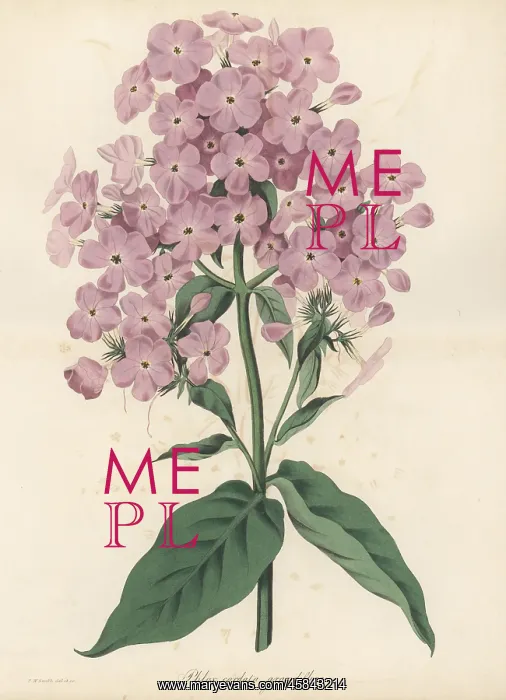 : Phlox paniculata hybrid : Phlox paniculata hybrid
