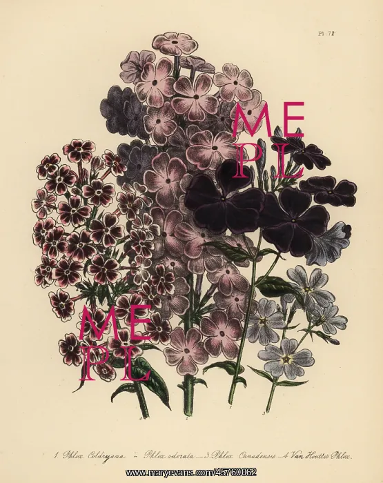  : Phlox species