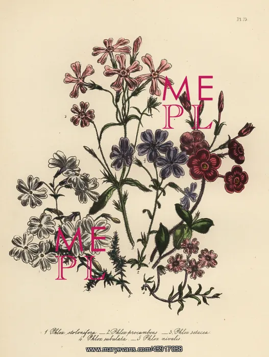 : Phlox species : Phlox species