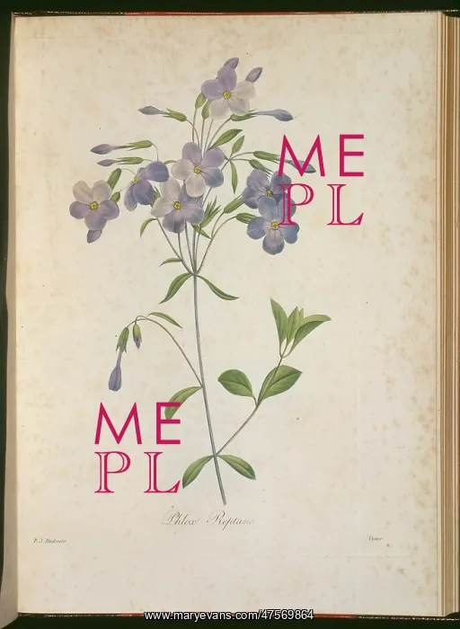 : Phlox stolonifera, creeping phlox : Phlox stolonifera, creeping phlox