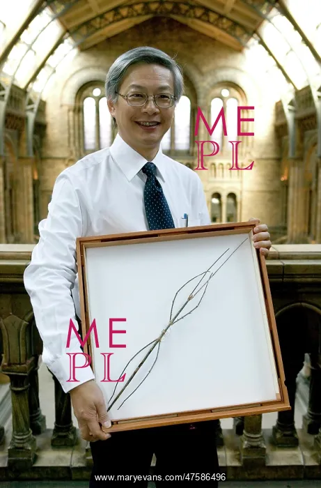 : Phobaeticus chani, Chan's megastick : Phobaeticus chani, Chan's megastick