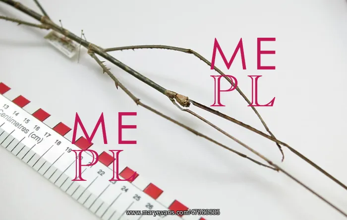 : Phobaeticus chani, Chan's megastick : Phobaeticus chani, Chan's megastick