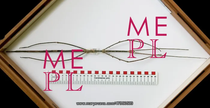 : Phobaeticus chani, Chan's megastick : Phobaeticus chani, Chan's megastick