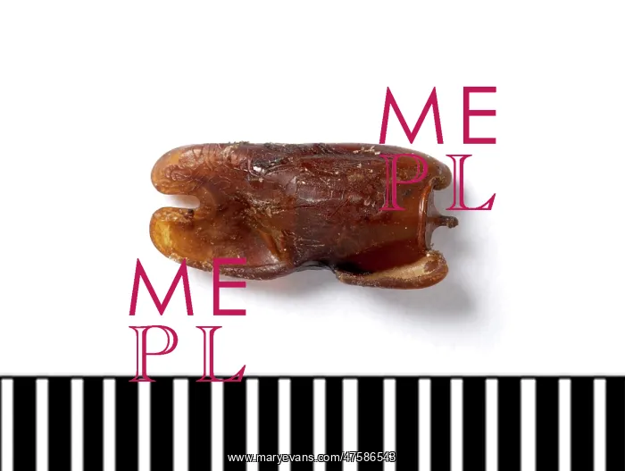 : Phobaeticus chani, Chan's megastick egg : Phobaeticus chani, Chan's megastick egg