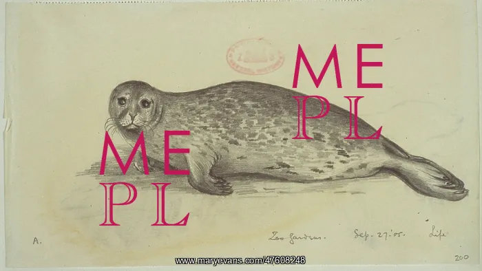 : Phoca vitulina, harbour seal : Phoca vitulina, harbour seal