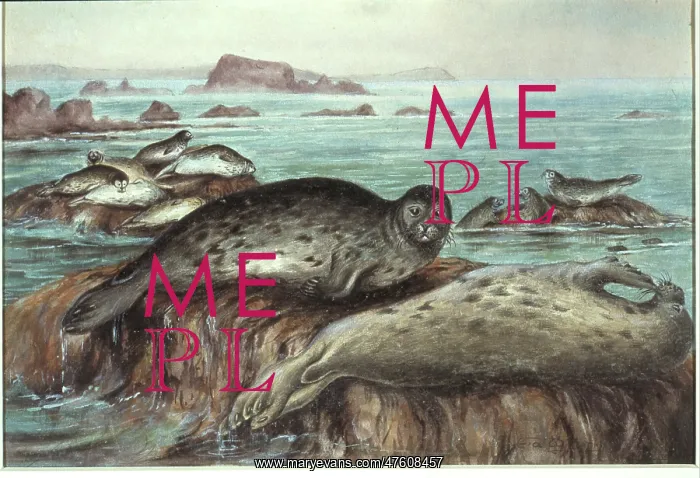 : Phoca vitulina, harbour seal : Phoca vitulina, harbour seal