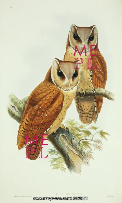 : Phodilus badius, Oriental bay owl : Phodilus badius, Oriental bay owl