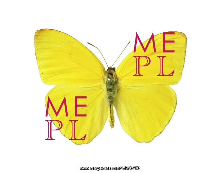 : Phoebis sennae, cloudless sulphur butterfly : Phoebis sennae, cloudless sulphur butterfly