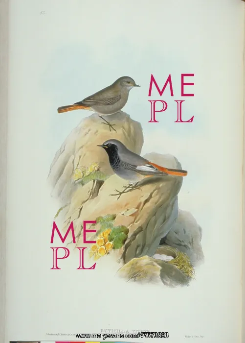  : Phoenicurus ochruros, black redstart