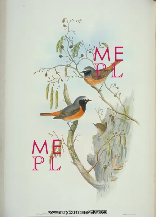 : Phoenicurus phoenicurus, common redstart : Phoenicurus phoenicurus, common redstart