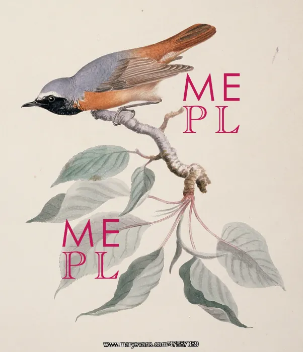 : Phoenicurus phoenicurus, common redstart : Phoenicurus phoenicurus, common redstart