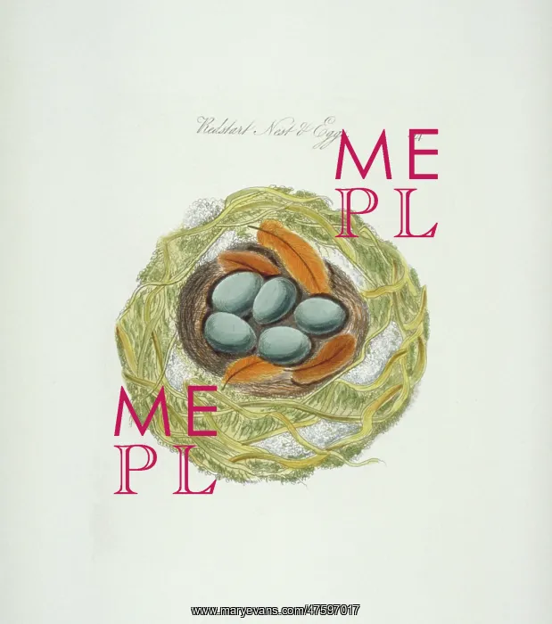 : Phoenicurus phoenicurus, common redstart nest and eggs : Phoenicurus phoenicurus, common redstart nest and eggs