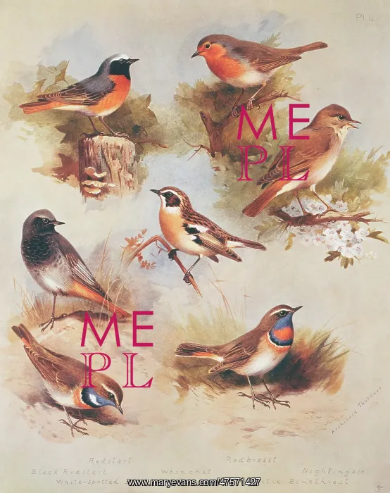 : Phoenicurus phoenicurus, P. ochruros, Luscinia megarhynchos : Phoenicurus phoenicurus, P. ochruros, Luscinia megarhynchos