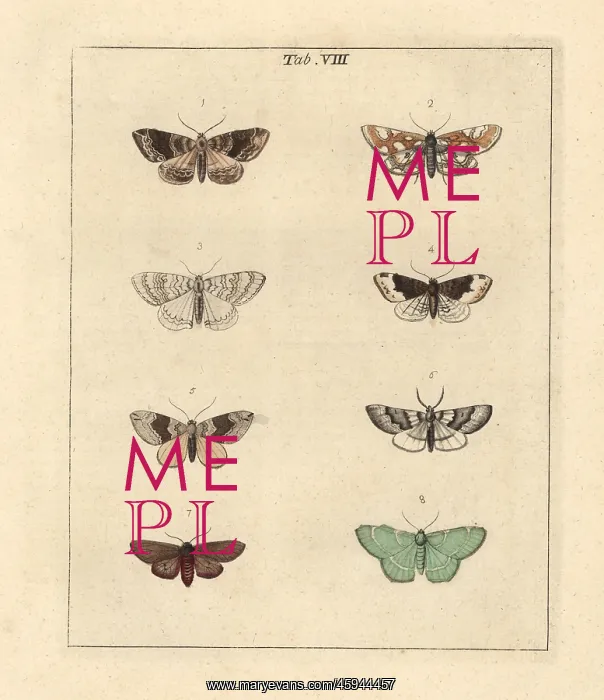 : Phoenix, brown China mark and other moths : Phoenix, brown China mark and other moths