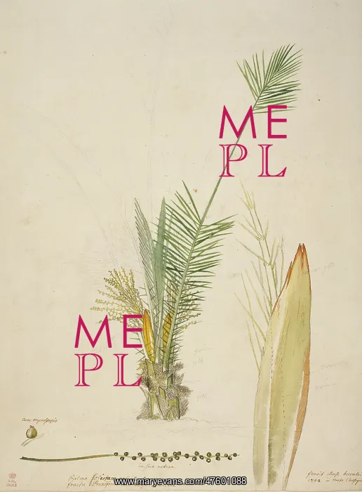 : Phoenix canariensis, Canary Islands date palm : Phoenix canariensis, Canary Islands date palm
