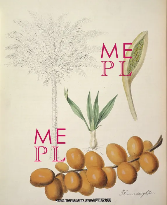 : Phoenix dactylifera, palm date : Phoenix dactylifera, palm date