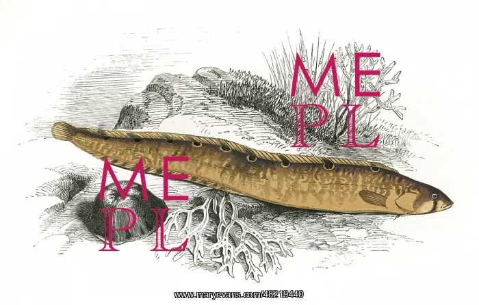 : Pholis gunnellus, or Rock Gunnel : Pholis gunnellus, or Rock Gunnel
