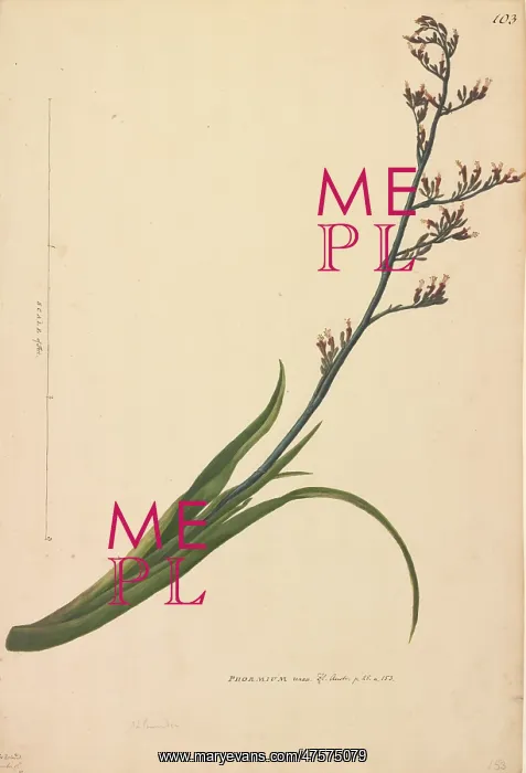 : Phormium tenax : Phormium tenax