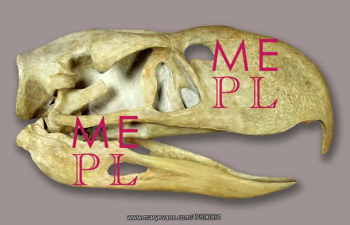 : Phorusrhacus longissmus : Phorusrhacus longissmus