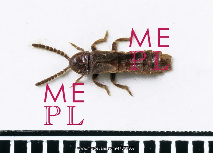 : Phosphaenus hemipterus, glow worm : Phosphaenus hemipterus, glow worm
