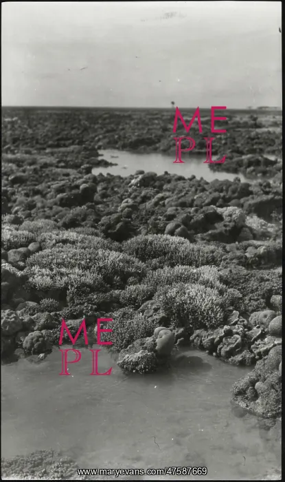 : Photograph of corals from the Yonge collection : Photograph of corals from the Yonge collection