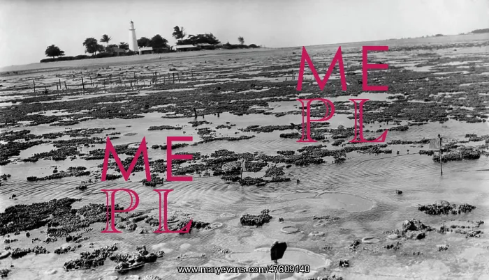 : Photograph of reef flat with lighthouse in the background : Photograph of reef flat with lighthouse in the background