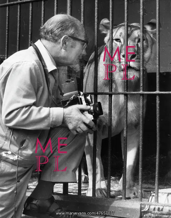 : Photographer with lioness at the zoo : Photographer with lioness at the zoo