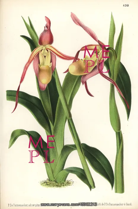 : Phragmipedium longifolium orchid : Phragmipedium longifolium orchid