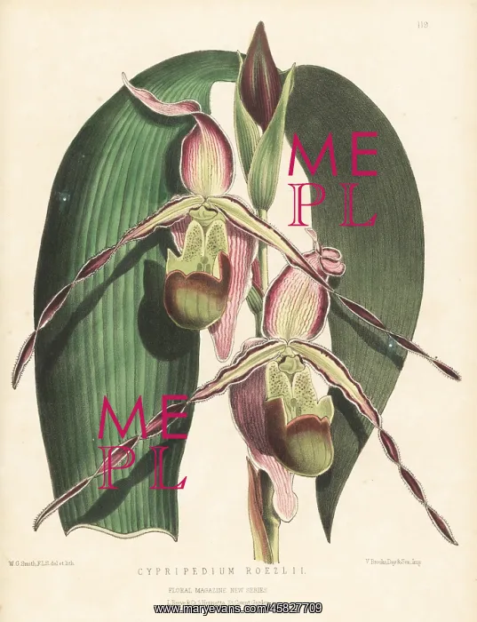 : Phragmipedium longifolium var. longifolium : Phragmipedium longifolium var. longifolium