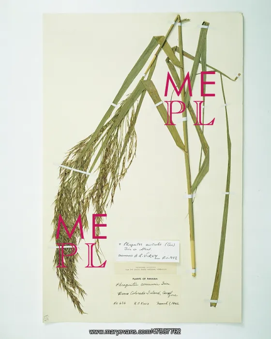 : Phragmites australis (Cav.), common reed : Phragmites australis (Cav.), common reed