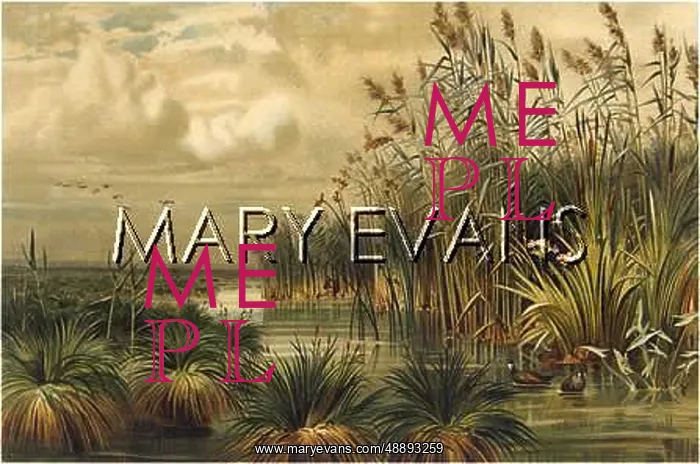 : PHRAGMITES COMMUNIS : PHRAGMITES COMMUNIS