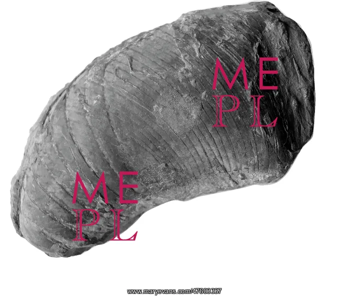 : Phragmoceras sp. nautiloid : Phragmoceras sp. nautiloid