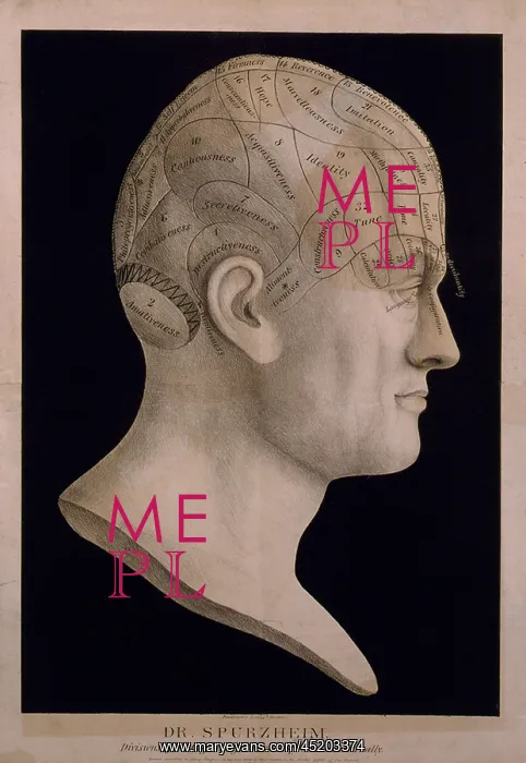 : Phrenological chart of the head showing ? : Phrenological chart of the head showing ?