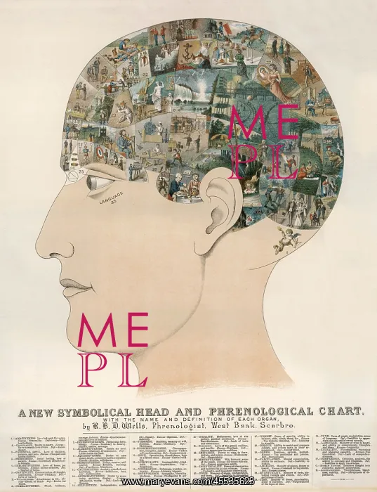 : Phrenological Head : Phrenological Head