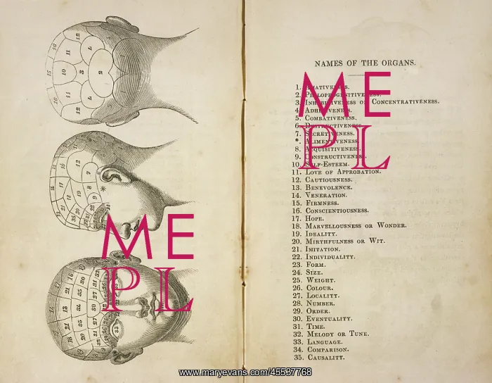 : Phrenological Head : Phrenological Head