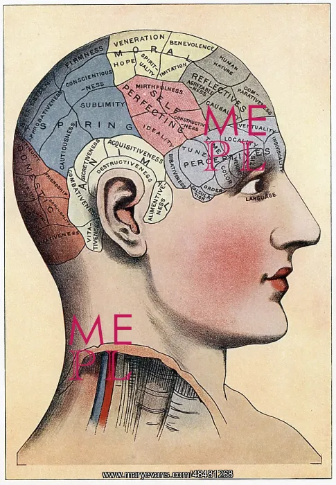 : Phrenology chart, showing presumed areas of activity : Phrenology chart, showing presumed areas of activity