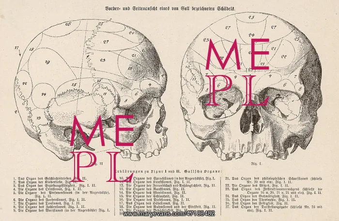 : Phrenology - Gall : Phrenology - Gall