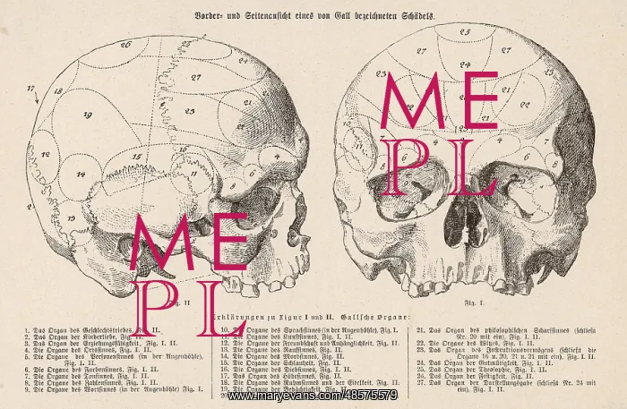 : Phrenology - Gall : Phrenology - Gall