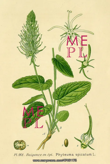  : PHTEUMA SPICATUM