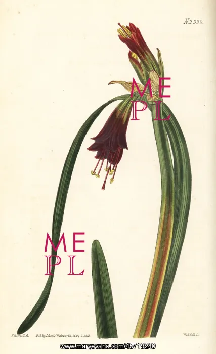 : Phycella cyrtanthoides : Phycella cyrtanthoides
