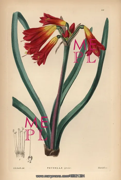: Phycella cyrtanthoides : Phycella cyrtanthoides